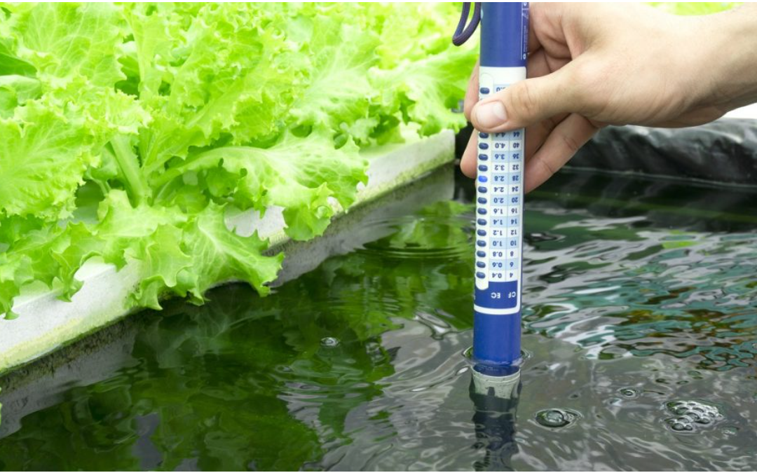 PH Management guide in Hydroponics: Unlock Maximum Growth & Yields