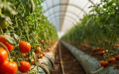 Hydroponic Tomato Farming: A Comprehensive Guide