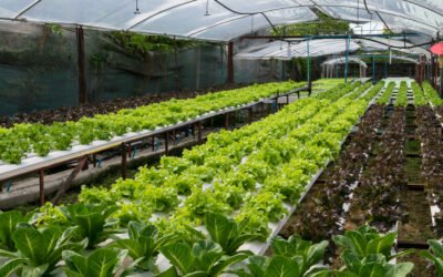 The Future of Agriculture: A Comprehensive Guide to Hydroponic Farming