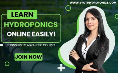 Role of Hydroponic Training and Consultancy for Adoption of Hydroponic Cultivation
