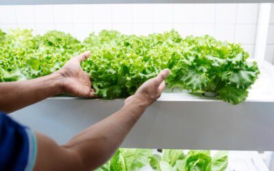 Hydroponics/Soilless Culture Produce and Food Safety: A Healthy Harvest