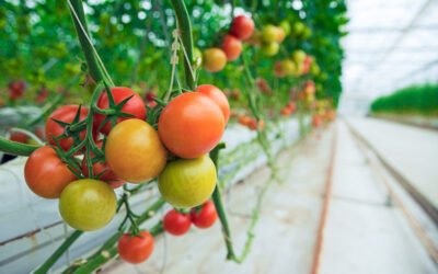 How to Grow Tomatoes in Hydroponics: A Step-by-Step Jyoti Hydroponics Guide